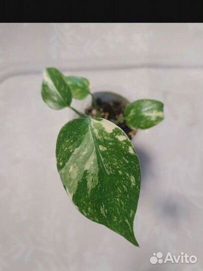 Монстера тайское созвездие