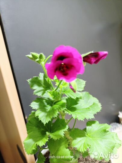 Королевская пеларгония