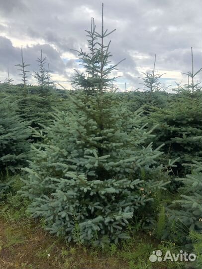 Ель голубая 1-1,2 м