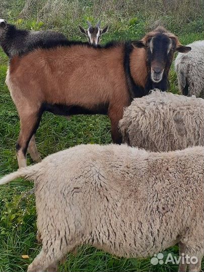 Козёл Альпийский