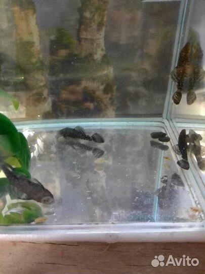 Сомики анциструсы