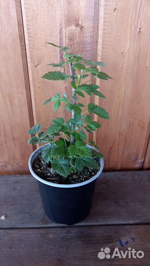 Ежемалина Кумберленд