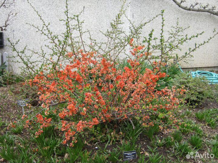 Саженцы айвы японской