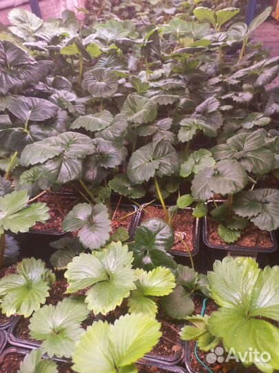 Эльсад саженцы. Розница, опт, inVitro