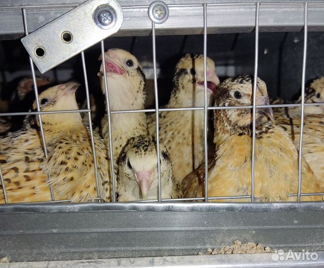 Перепела подрощенные