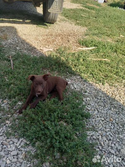 Щенки в добрые ручки