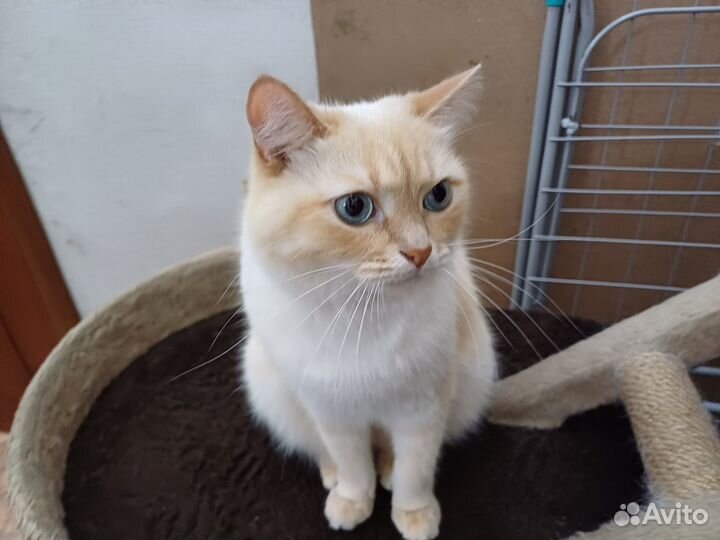 Коты в добрые руки