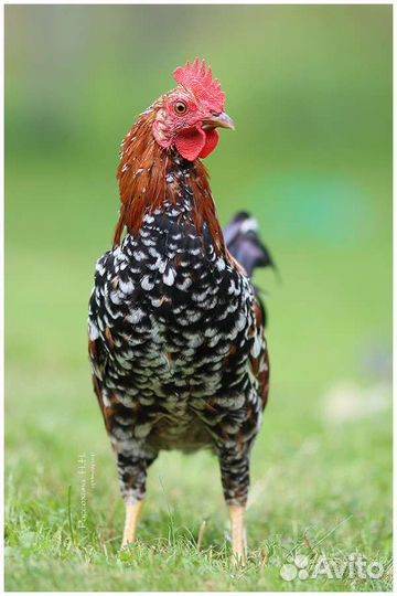 Петухи - бентамка ситцевая, русские хохлатые