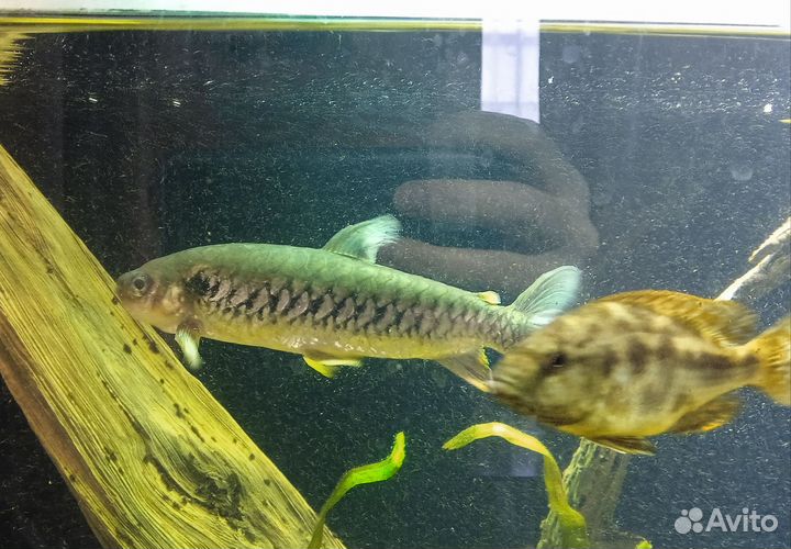 Аулонакара мультиколор, хальцеус краснохвосьый