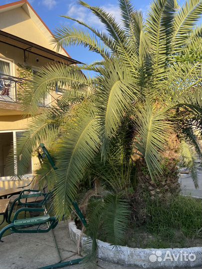 Пальма финиковая