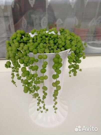 Комнатный цветок 