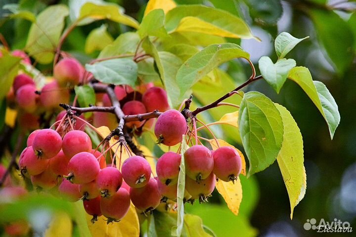 Яблоня колоновидная Валюта, Белое Сладкое, китайка