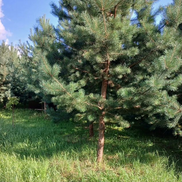 Участок 5,5 сот. (ИЖС)