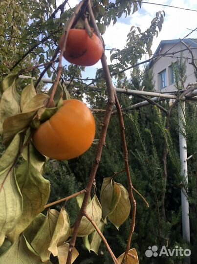 Саженцы хурмы