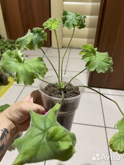 Пеларгония