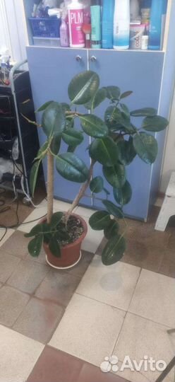 Комнатные цветы