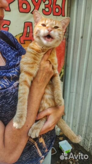 Рыжая красавица в добрые руки