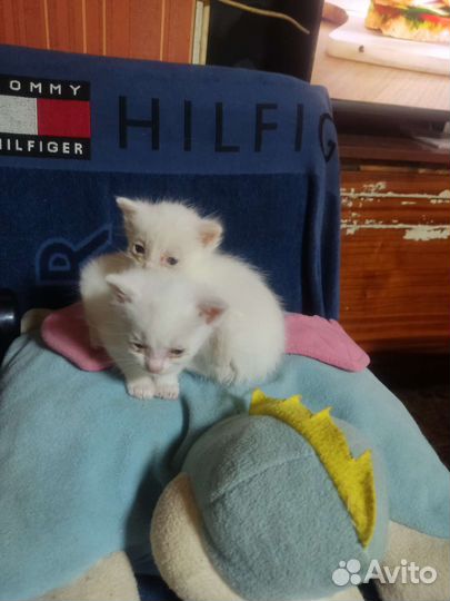 Отдам котят