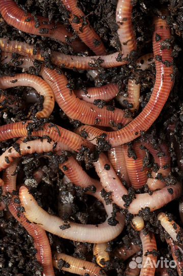 Черви дождевые
