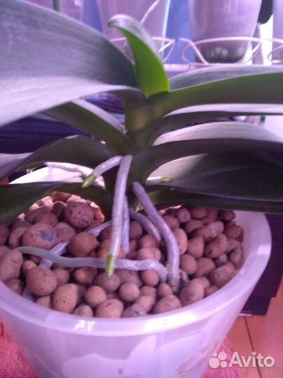 Орхидея фаленопсис Дарвин