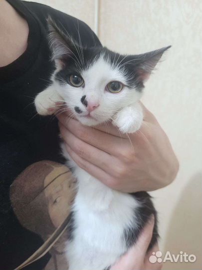 Котенок красавец