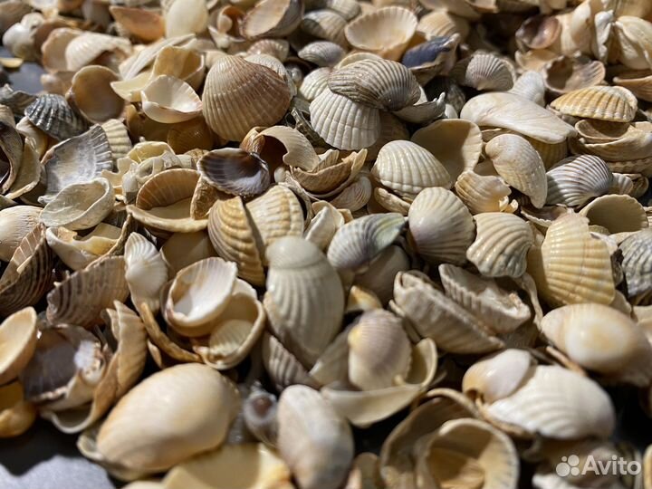 Морские ракушки с Азовского моря