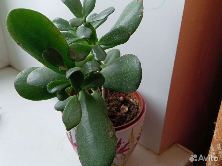 Денежное дерево, красула