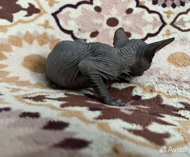 Донской сфинкс