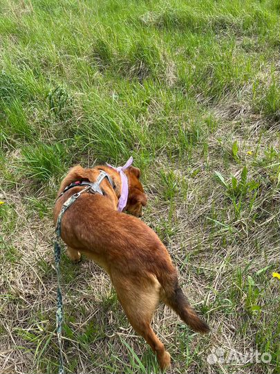 Красивая Собака из приюта ищет дом