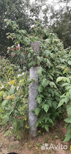 Саженцы малины и малина ремонтантная