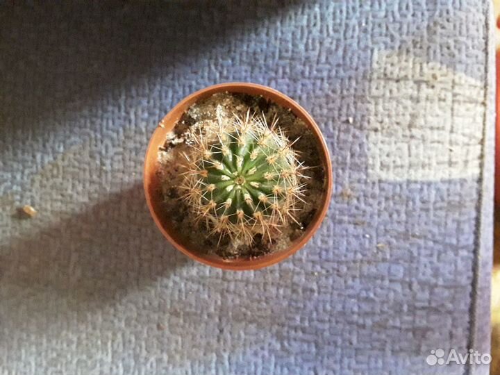 Сортовые кактусы цветущие