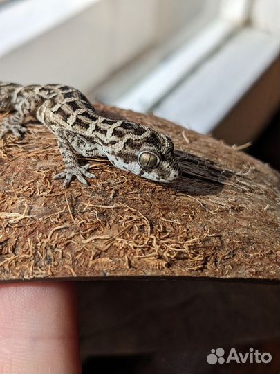 Гадюковый геккон Hemidactylus imbricatus