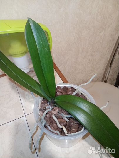 Продаю орхидею Нарбонна