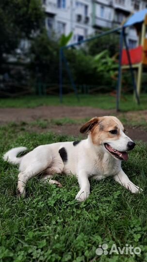Кобель бесплатно в добрые руки