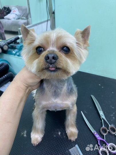 Груминг и ультразвуковая чистка зубов