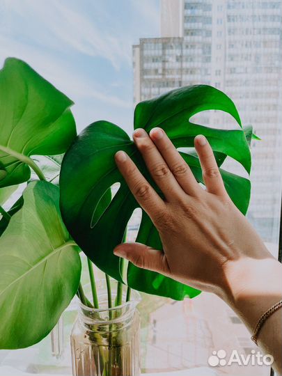 Монстера деликатесная