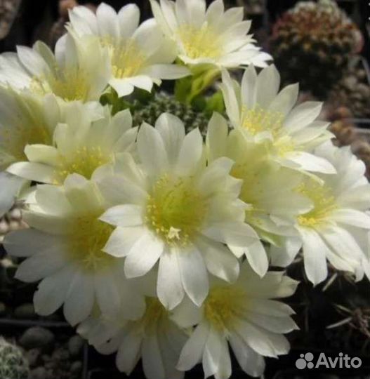 Кактусы для коллекционеров