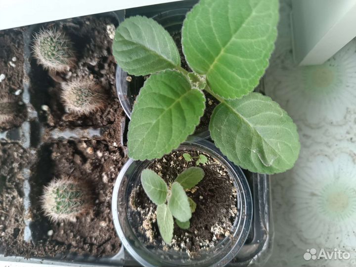 Глоксиния махровая