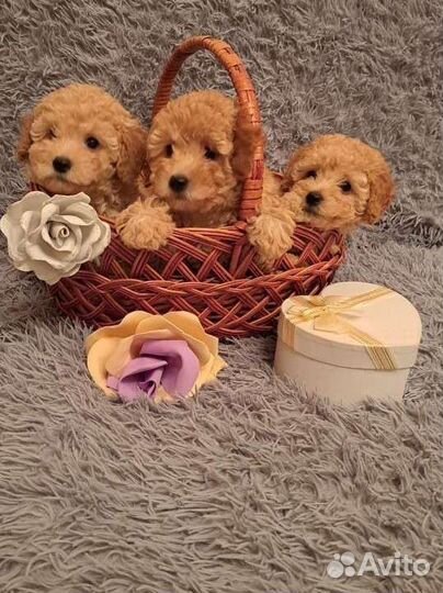 Щенки карликового пуделя