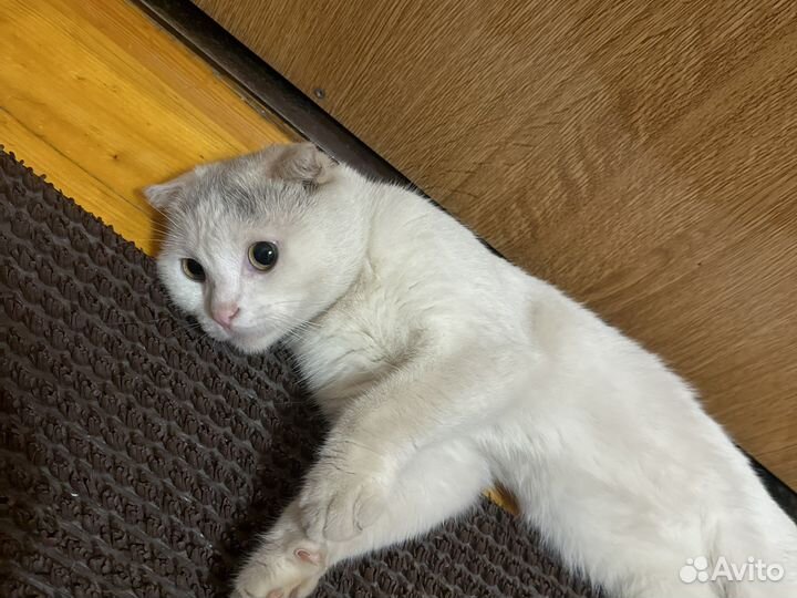 Кот в добрые руки