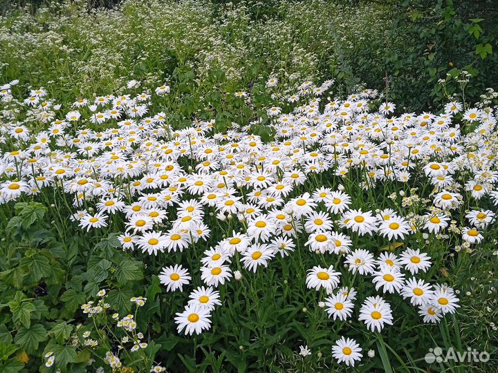 Ромашка садовая многолетняя корни