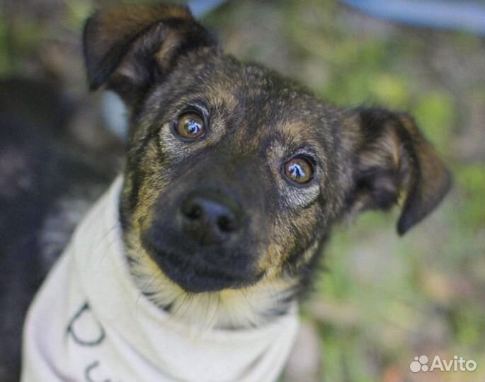 Привитая Мила - ласковая щенок-девочка в дар