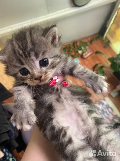 Котята в добрые руки бесплатно мальчик