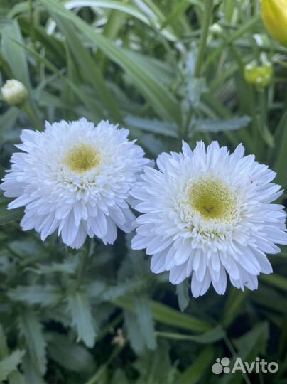 Ромашка махровая