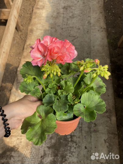 Пеларгония герань