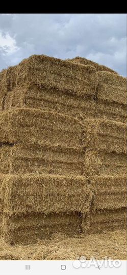 Сено люцерны в квадратных тюках 2023