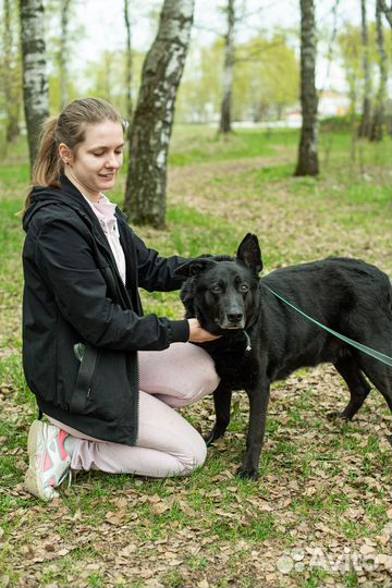 Собака из приюта Дарт грустит в приюте
