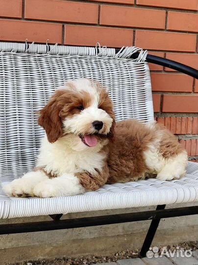 Лабрадудель, Лабрадудль, Дудль в Москве