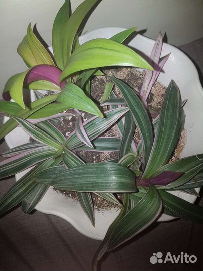 Рео триколор (пестролистный)