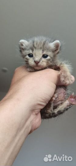 Котятки в добрые руки